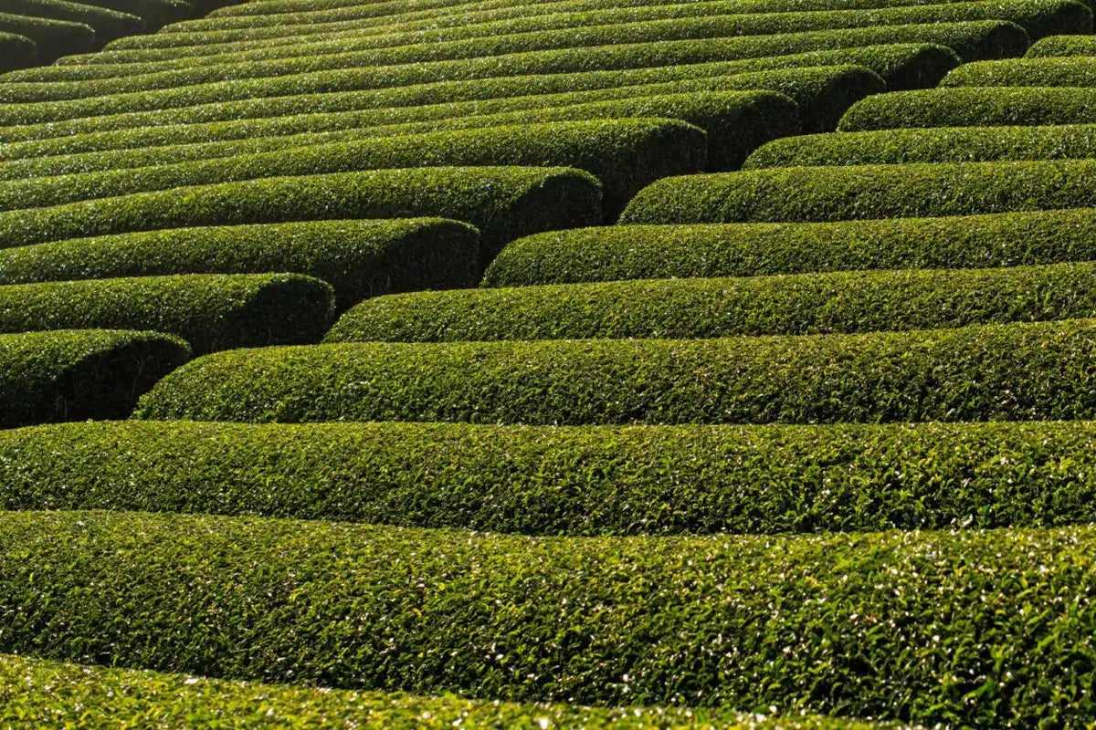 Beyond Uji: Understanding Matcha Terroir and Japanese Tea Regions