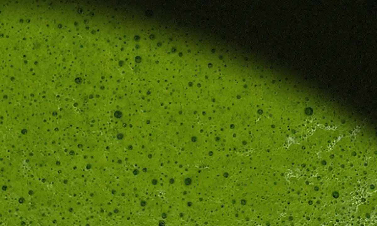 What Does Matcha Taste Like?