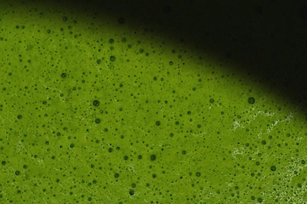 What Does Matcha Taste Like?