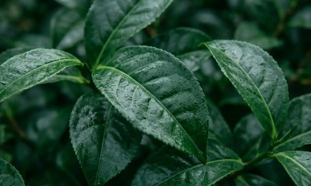 What Is Tencha? The Leaf Behind Matcha