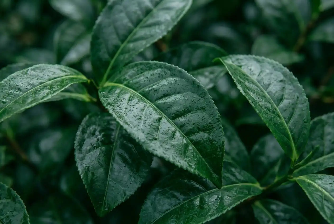 What Is Tencha? The Leaf Behind Matcha